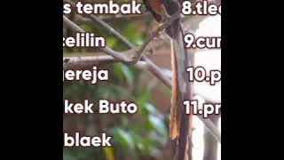 Masteran lengkap 11 suara burung tembakan kasar jernih buat murai&cucak ijo top calon jawara