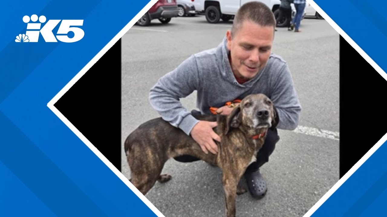 Missing hunting dog returns home - YouTube