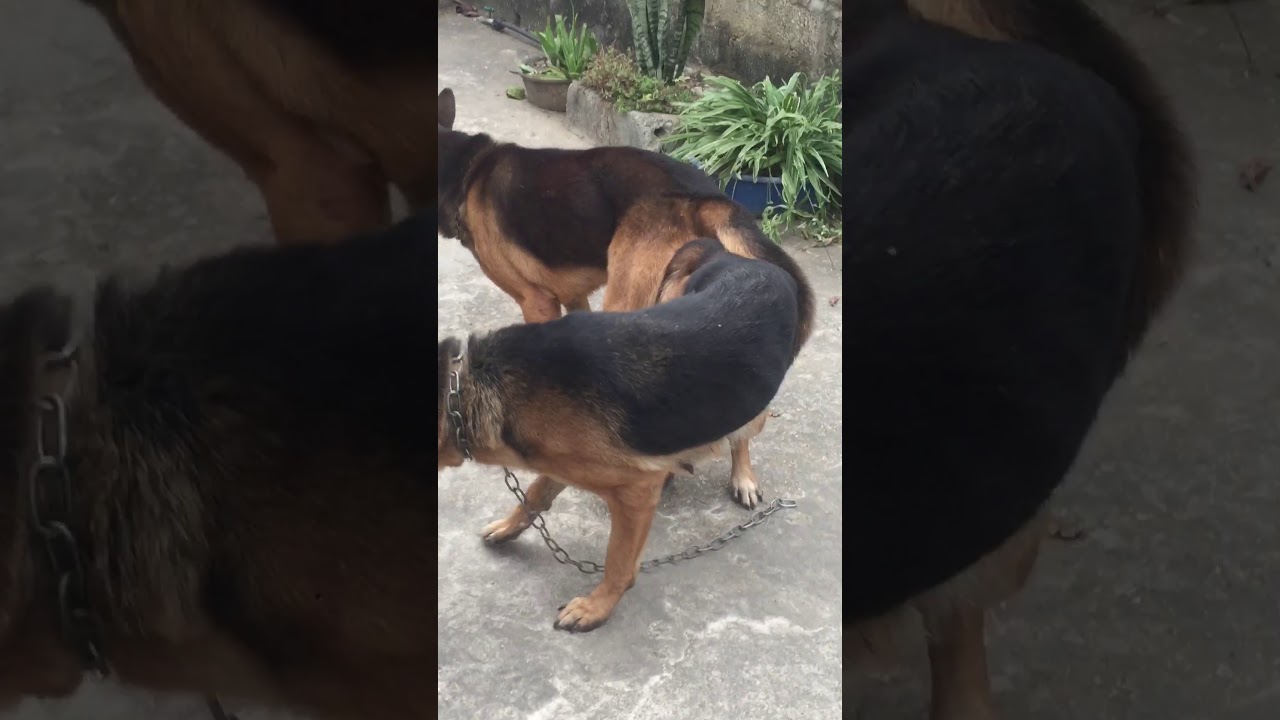 cận cảnh chó béc rê đi tơ - YouTube