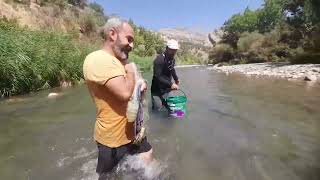 fishing cast net #Serpme ile balık avı Aktütün basyan geçidi #ловля сетью #जाल में मछली पकड़ना