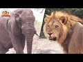 【砂漠の死闘】ライオンvsアフリカゾウ!ライオンの大群がゾウの群れに襲いかかる【どうぶつ奇想天外/WAKUWAKU】