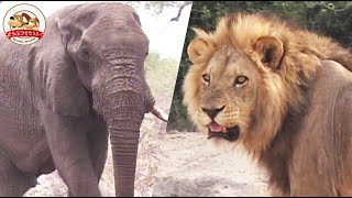 【砂漠の死闘】ライオンvsアフリカゾウ！ライオンの大群がゾウの群れに襲いかかる【どうぶつ奇想天外／WAKUWAKU】