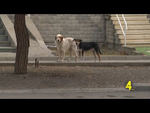 ცოფის შემთხვევები ცხოველებში 16 -01- 2020