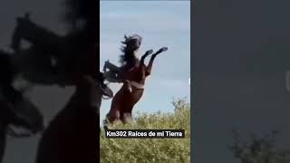 Km302 Raíces de mi Tierra