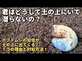 カブトムシの幼虫が土の上に出てきて潜らない!?7つの理由と対処法について!