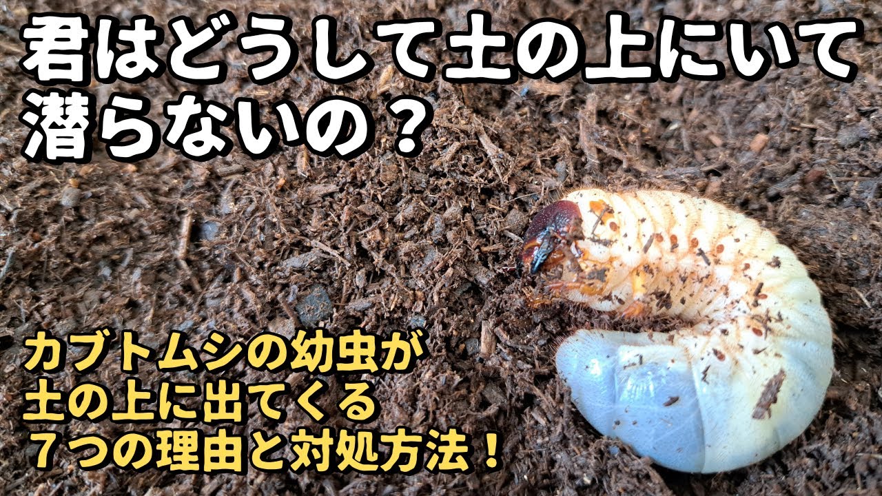 カブトムシの幼虫 初心者向け】カブトムシ幼虫の育て方ガイド – 淡路島マンモス
