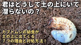 カブトムシの幼虫が土の上に出てきて潜らないつの理由と対処法について