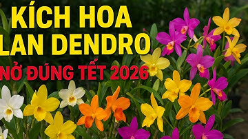 Bí Quyết Kích Hoa Lan Dendro Nở Đúng Tết 2026 - Bạn Nên Xem Ngay Nhé !