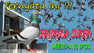 RAHASIA !!! Merpati Pos Juara - Kandang Saphire Loft