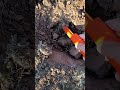 #комрад #находкисметаллоискателем #metaldetecting #metaldetector #металлоискатель #коп