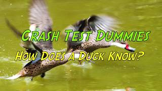 Crash Test Dummies  How Does A Duck Know with S