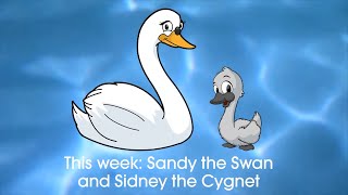 Sidney the Cygnet Sandy the Swan