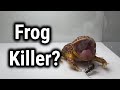 Pacman frog vs Epomis and Bombardier Beetle (LIVE FEEDING WARNING)