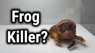 Pacman frog vs Epomis and Bombardier Beetle (LIVE FEEDING WARNING)