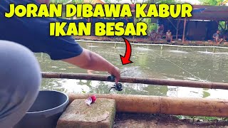 Mancing Ikan Babon Pakai Umpan Pilus Saja NETER.‼️