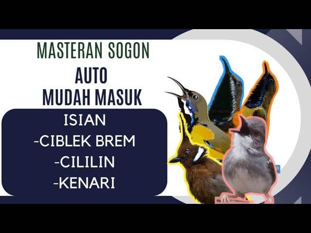 Masteran Sogon‼️Cepat Masuk‼️masteran Sogon Mudah Masuk class=