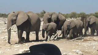 Elephants at the  safari