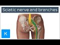 Sciatic nerve branches course and clinical significance  human anatomy  kenhub