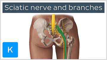 Sciatic nerve: branches, course and clinical significance - Human Anatomy | Kenhub