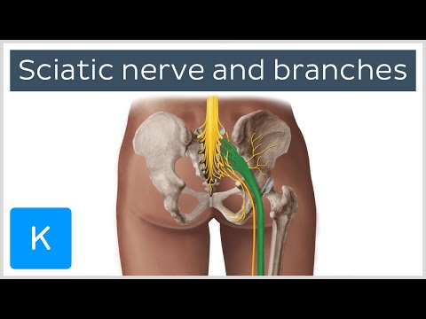 Video: Watter spiere word deur die sciatic senuwee geïnnerveer?