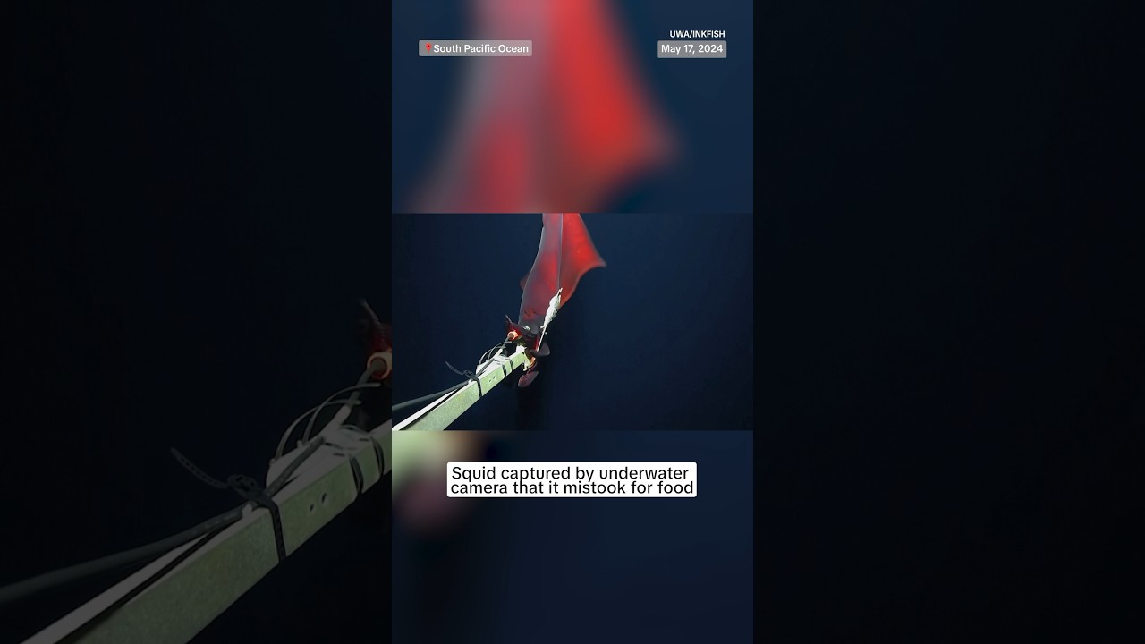 Watch: squid captured by underwater camera that it mistook for food Watch: squid captured by underwater camera that it mistook for food