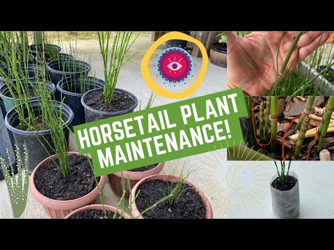 Video: Wintering Horsetail