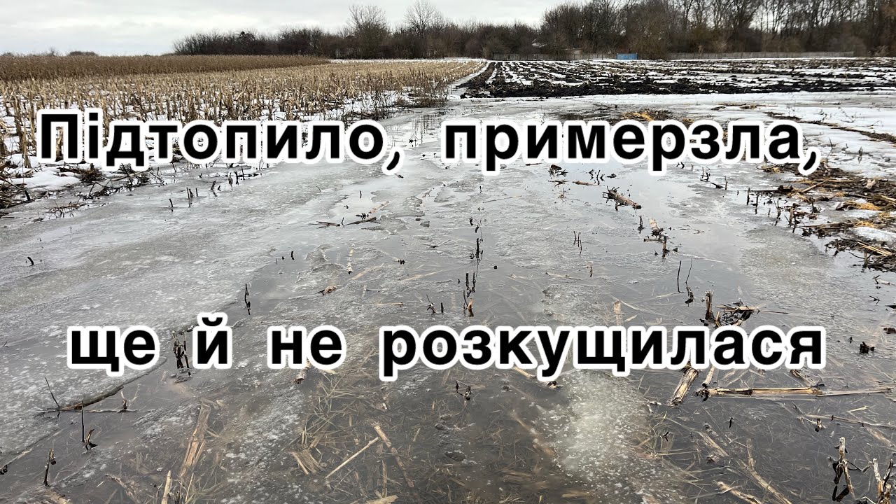 Чи переживе пшениця зиму? 