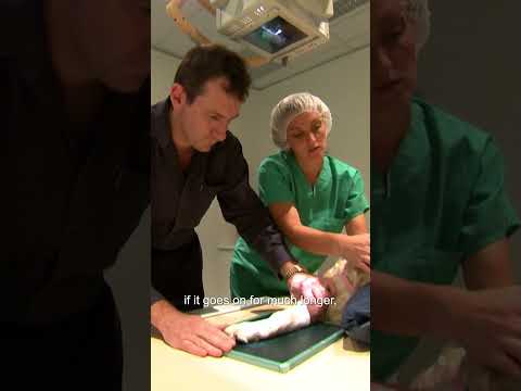 Dog Has Flippers For Paws #shorts #dogs #vets