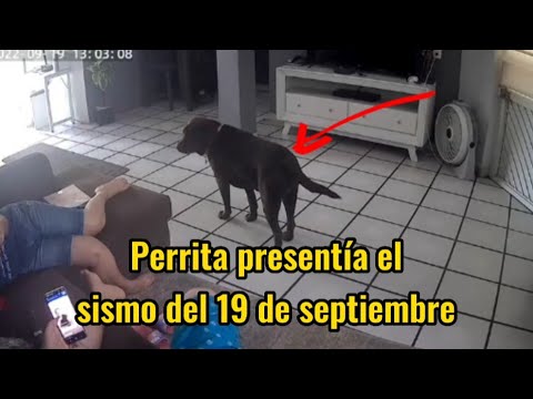 Video: ALERTA DE EMERGENCIA - Este perro necesita un hogar AHORA.