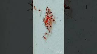 Unity implies Strength 💪💪