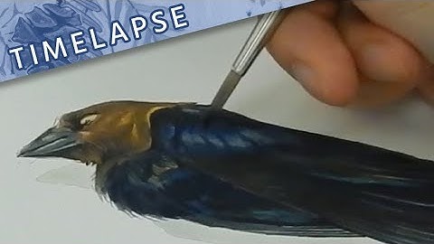 Painting a Cowbird // Gouache Timelapse // Mary Sanche