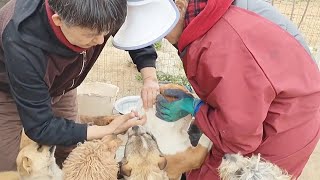 The Whole Family Went Out To Vaccinate The Dogs To Ensure They Were 100% Safe