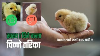 १ दिने स्वस्थ ब्रोइलर चल्ला चिन्ने तरिका | Broiler farming | Broiler palan garne tarika | 1 day old