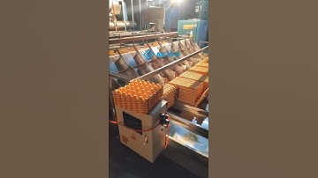 How Does an Egg Tray Collection Machine Work? | AGICO Egg Tray Production Line