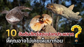 10 อันดับสัตว์สุดแปลกประหลาด ที่คุณอาจไม่เคยเห็นมาก่อน