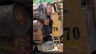 Kameramen hampir tidak selamat #logging muat kayu kalimantan