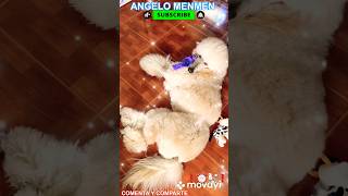 Angelo No Quiere Despertase