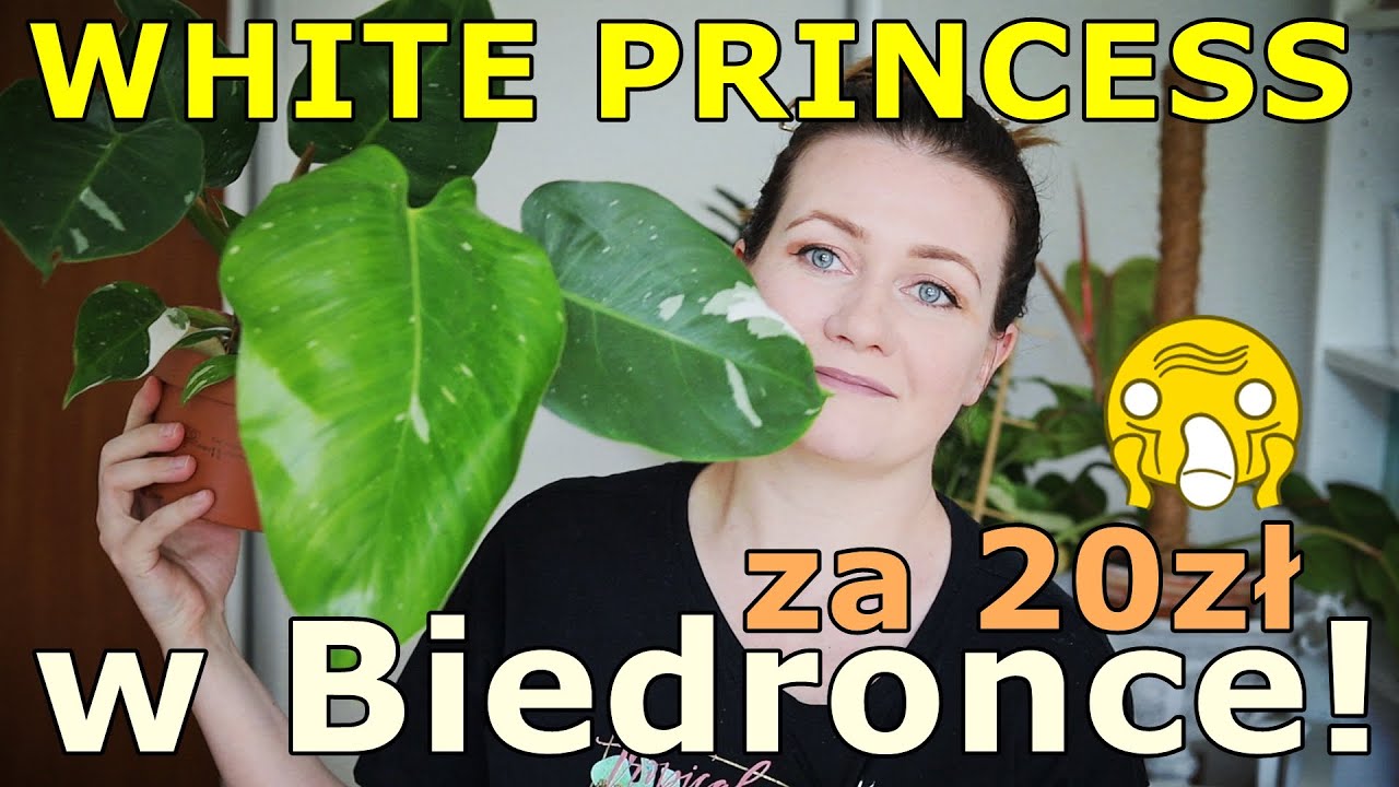 😲 Philodendron White Princess w Biedronce za 19,99zł - jak dbać -nowe rośliny z Zagajnika i Allegro🥰