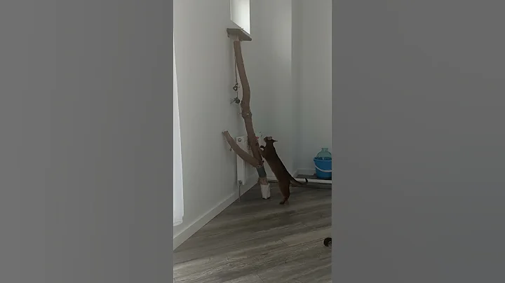 Watch the video about Abyssinian cat