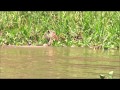 Jaguar Kill by Pantanal Jaguar Safaris 2