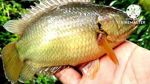 Câu cá rô đồng phát hiện con kênh cá cở lớn