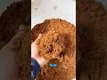 Reishi The Mushroom That Looks Like Coffee