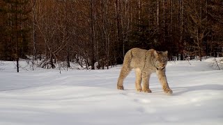 Canada Lynx in Montana