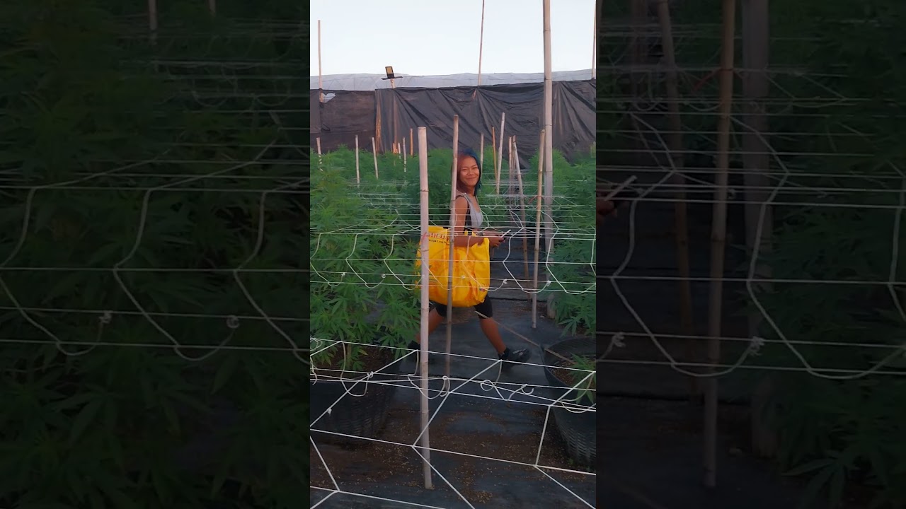 Apprentice in the outdoor field at sundown 