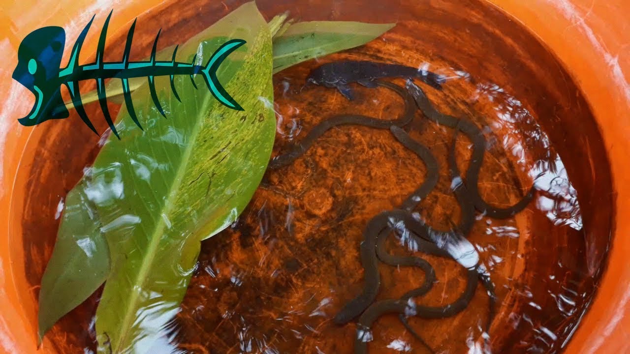 Como mantener viva nuestra carnada en CASA - Anguila y Cascarudo