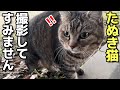 撮影中にお手洗いをするお腹ぽっちゃりキジトラたぬき猫のたぬこちゃん😸撮影してごめんね😸（野良猫•地域猫）🐈