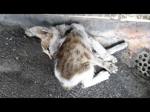 Little Stray Kitten was Found Stuck on the Side of the Road in Very Condition, Saved