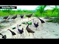 Easy Bird Trap Setup for Wild Birds #GlobalBirdTales