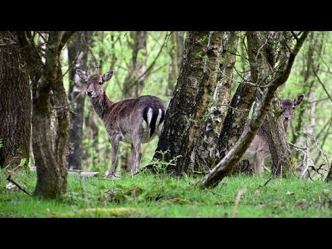 Deer On Cannock Chase 4K YouTube deer-on-cannock-chase-4k-youtube