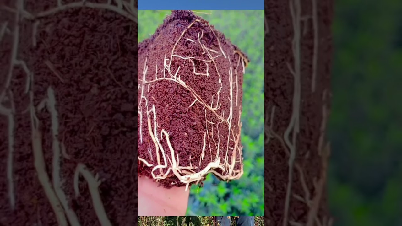 #مشتلةايوب رائدة في مجالها في #متابعة الفلاح و تنوع #الأصناف في كل #الأنوع #خوخ #نيڤطارين #تفاح 